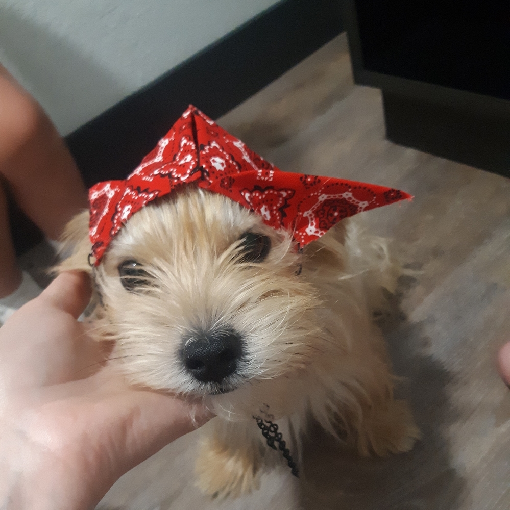 Cute little Doggy Bandana Hats